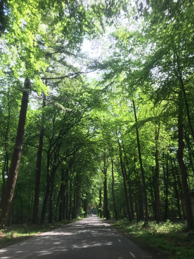 Uniek Chalet Op De Veluwe, In Bosrijke Omgeving. Putten Eksteriør billede